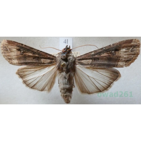 Agrotis ipsilon (Hufnagel, 1766) female Rolnica gwoździarka Czech4l